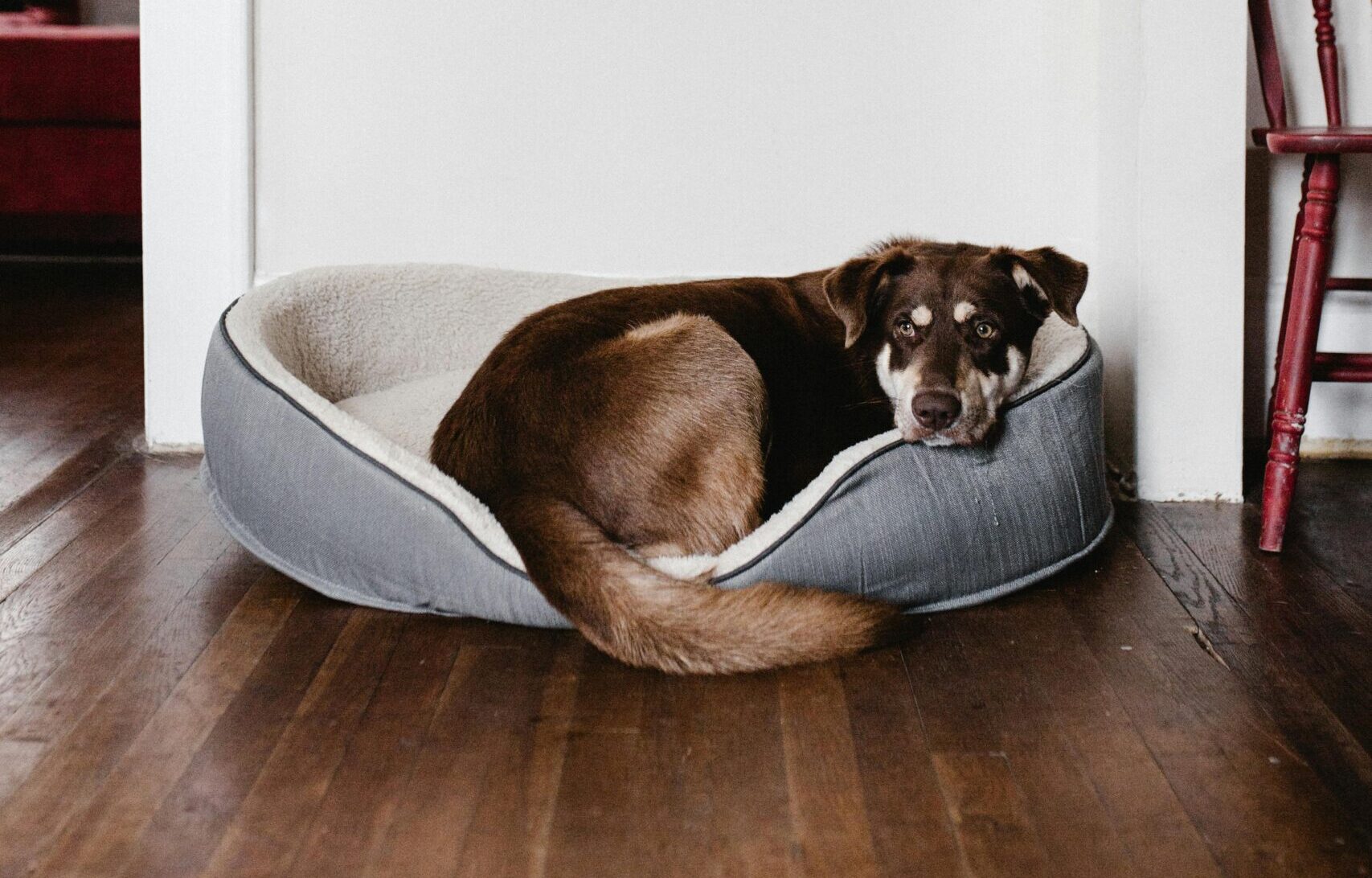 Câinii sunt animale sociale și pot suferi dacă sunt lăsați singuri prea mult timp. foto: pexels.com