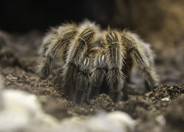 De ce sunt tarantulele atât de păroase?