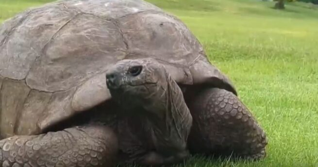 El e cel mai bătrân animal de pe Terra! A ajuns la vârsta de 193 de ani