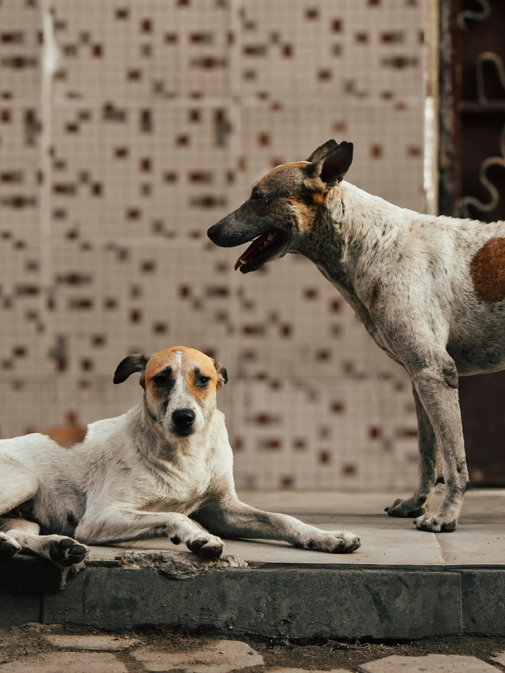 Bunăstarea emoțională a câinilor depinde de lucruri aparent simple, dar extrem de importante: rutină, predictibilitate și siguranță. foto: pexels.com