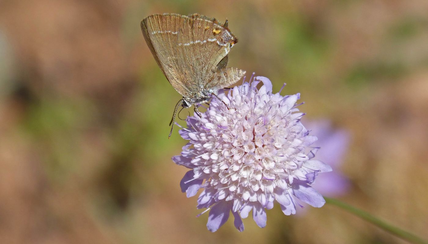 Lucruri fascinante despre fluturele Satyrium curiosolus. foto: pixabay.com