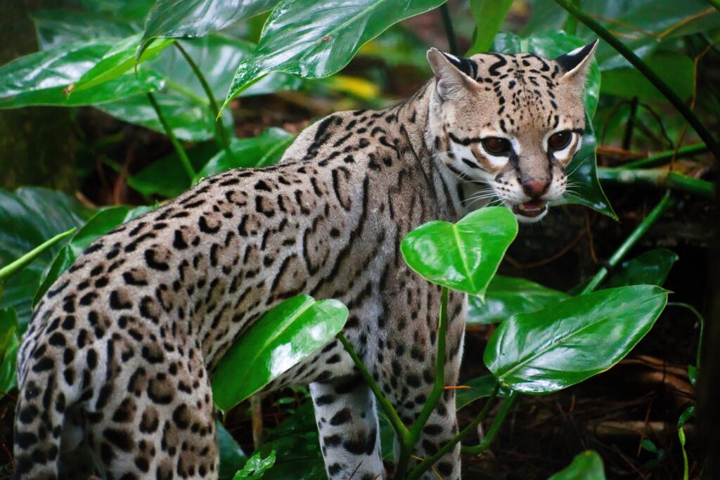 14 lucruri fascinante despre ocelot, „mini-jaguarul” ascuns în păduri