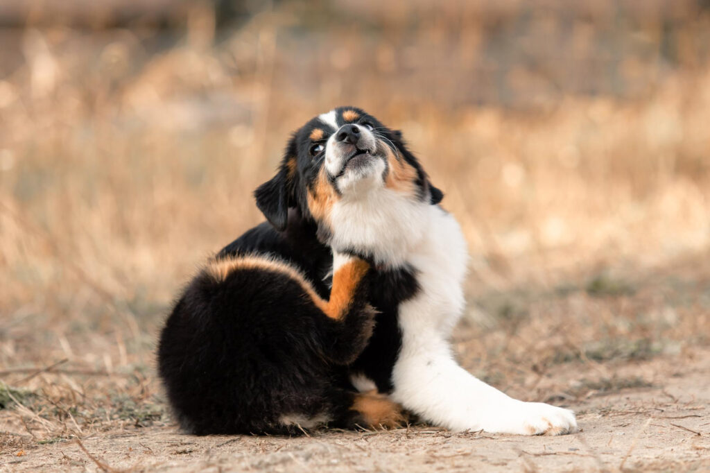 Un diagnostic corect poate face diferența între o problemă minoră și una care necesită tratament specializat. Foto: Freepik.com