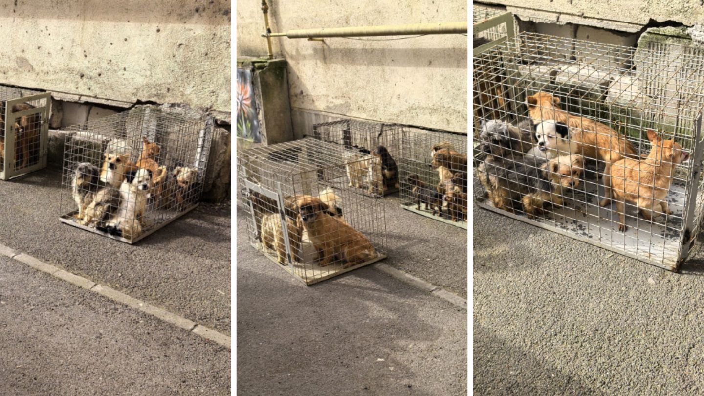 25 de câini, ținuți în condiții improprii într-un apartament din București, au fost salvați și duși la ASPA