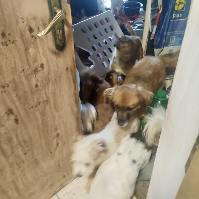 Animalele sunt de talie mică și medie, și au vârste diferite. foto: Facebook ASPA București