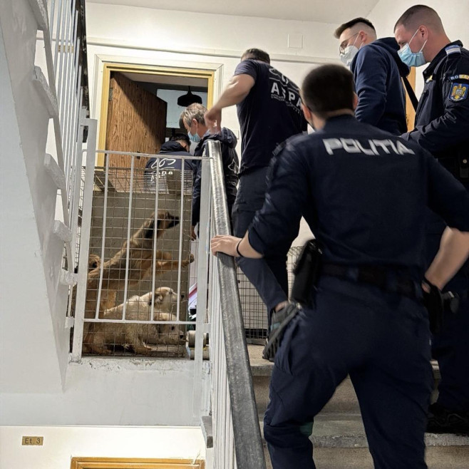 Animalele erau ținute în condiții lipsite de igienă, fără suficientă hrană sau apă. foto: Facebook ASPA București