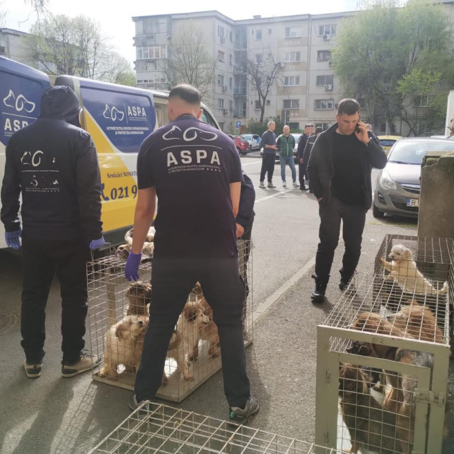Potrivit salvatorilor, animalele au mai multe probleme de sănătate. foto: Facebook ASPA București