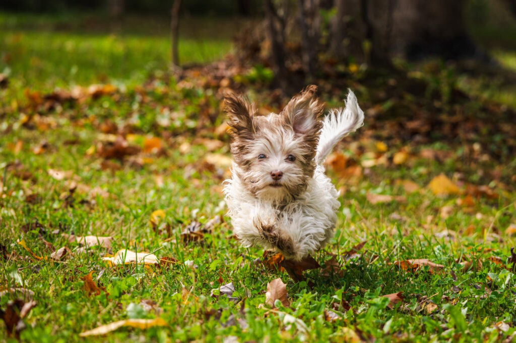 Mișcarea este o componentă de bază în primul an cu un câine. Foto: Freepik.com
