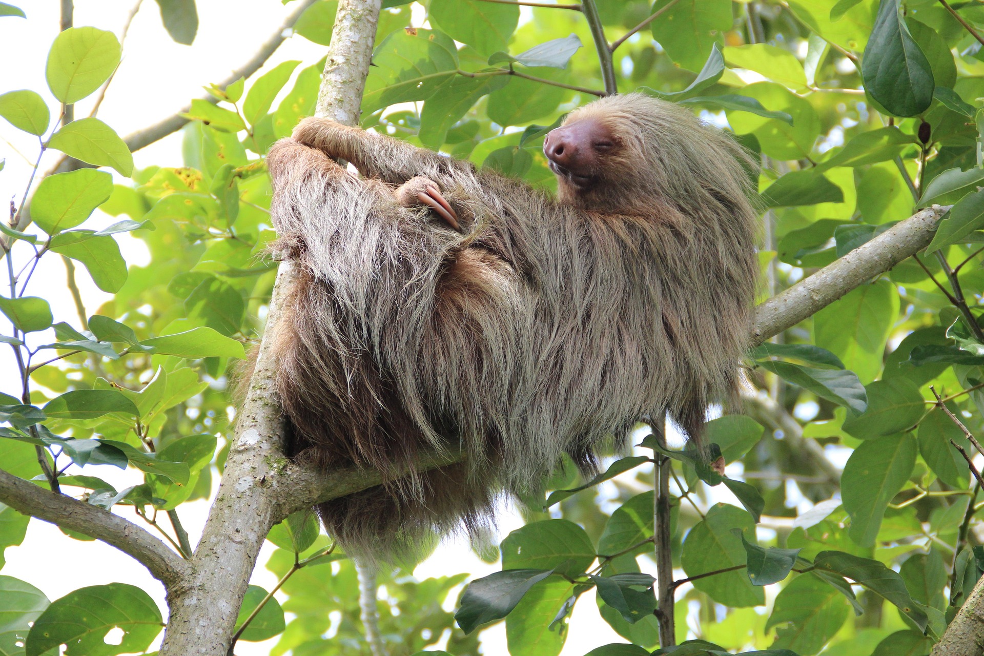 Animalele urmau să fie prezentate în cadrul Sloth World, un spațiu promovat ca fiind special conceput pentru bunăstarea leneșilor. foto: pixabay.com