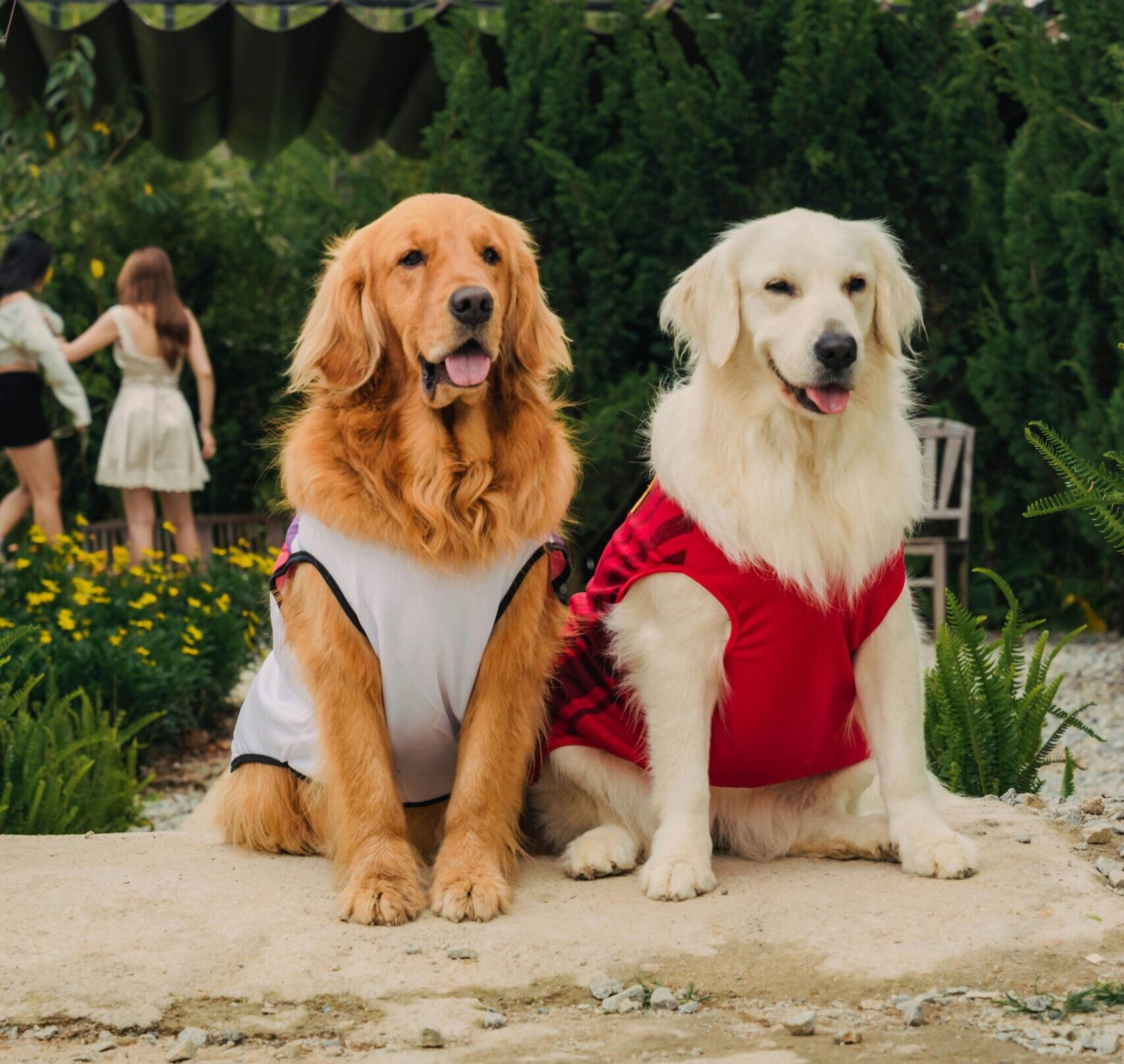 Un câine încrezător nu este doar mai fericit, ci și mai echilibrat – iar relația voastră devine mult mai puternică. foto: pexels.com