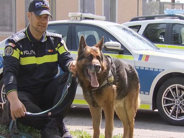 Câinii de serviciu, eroii nevăzuți ai intervențiilor. Sursa foto: IPJ