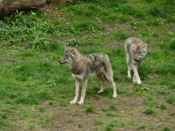 Ce trebuie să faci dacă te întâlnești cu un lup în sălbăticie: 10 lucruri esențiale și 5 greșeli periculoase