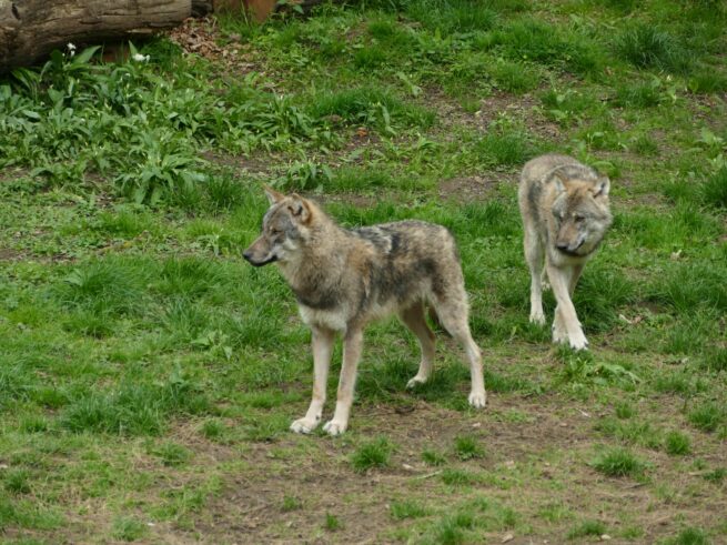 Ce trebuie să faci dacă te întâlnești cu un lup în sălbăticie: 10 lucruri esențiale și 5 greșeli periculoase