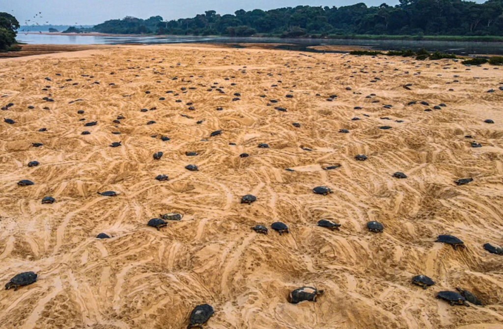 Un fenomen rar surprins în imagini! Cel mai mare sanctuar de cuibărit al țestoaselor, cu zeci de mii de femele