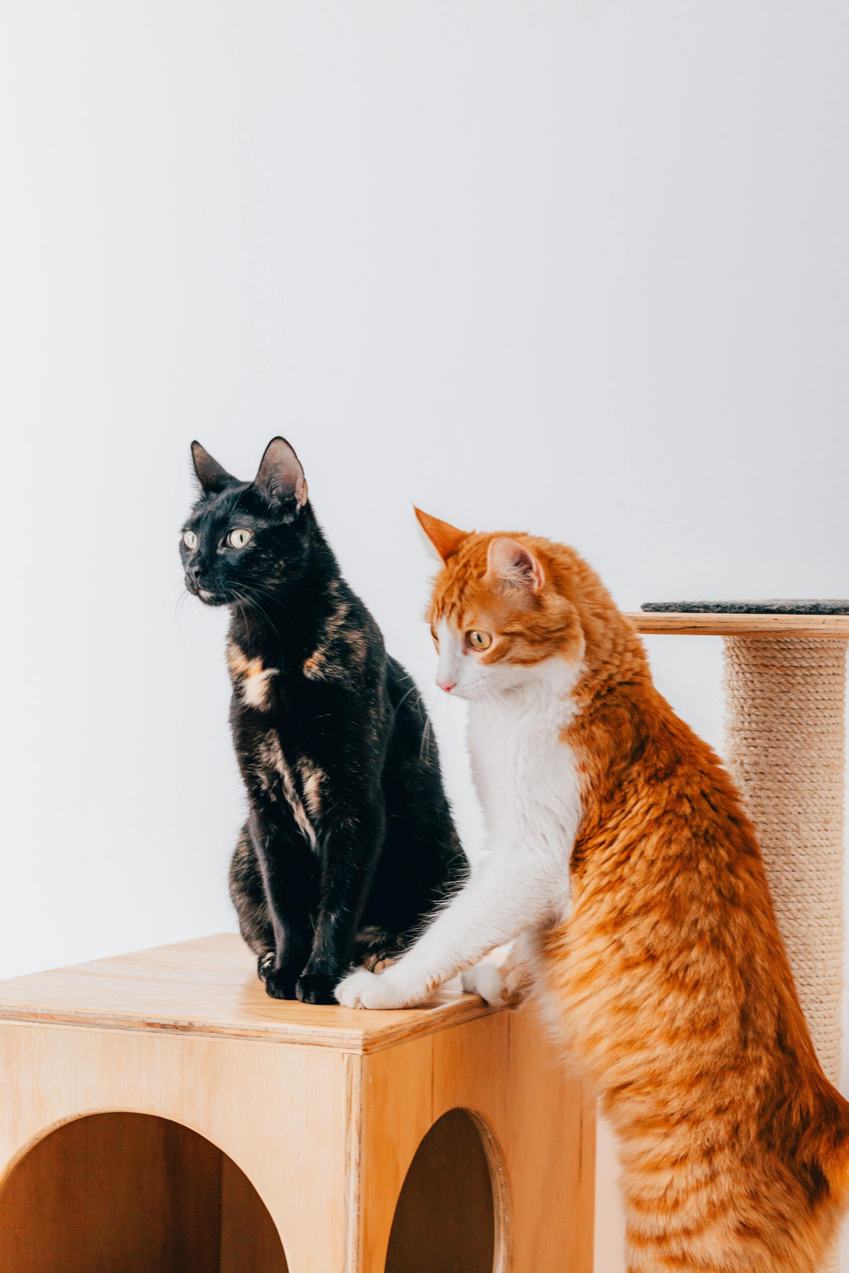 Cercetătorii arată că pisicile domestice lăsate să hoinărească în exterior sunt expuse constant pericolelor. foto: pexels.com