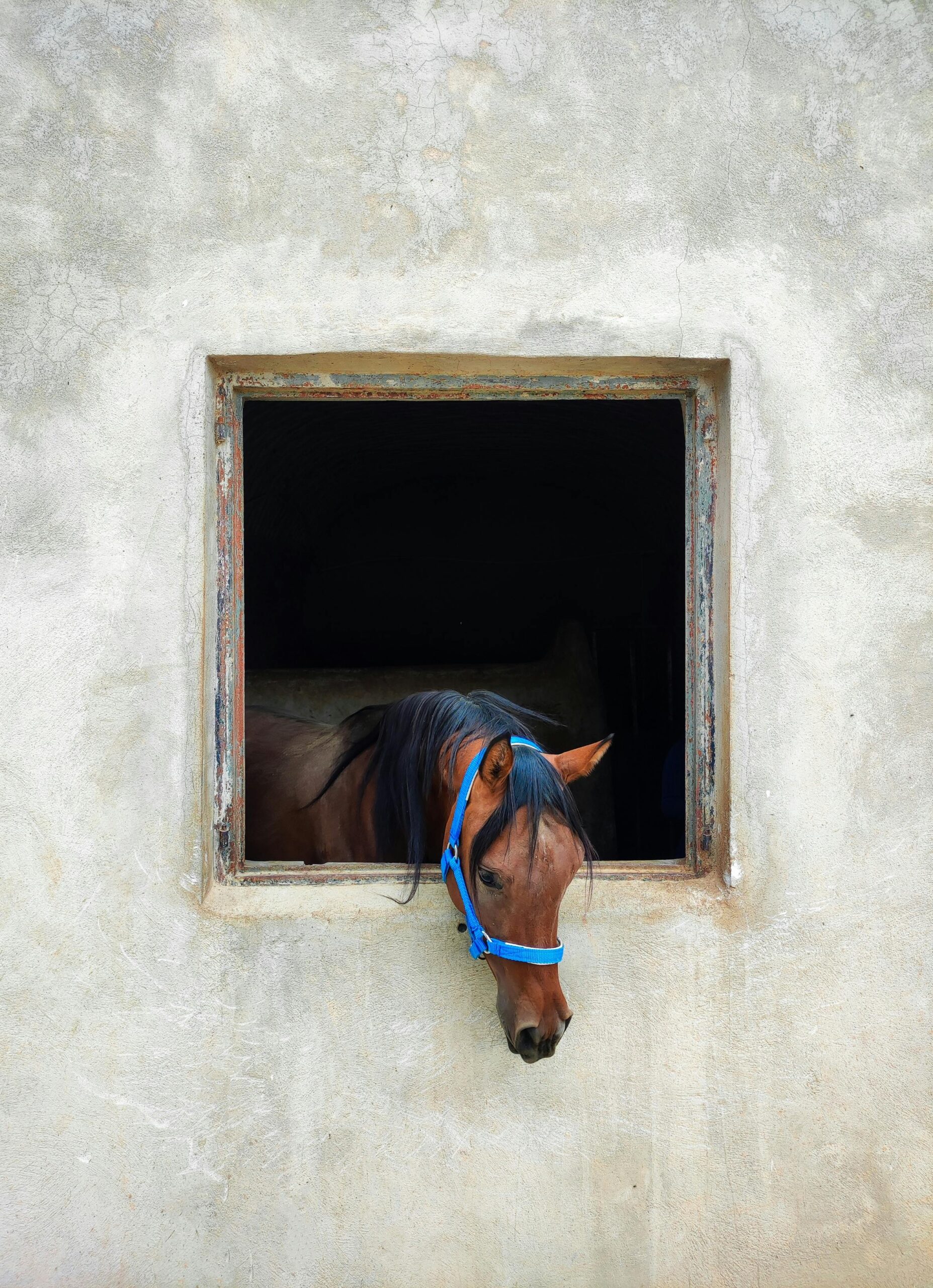 Caii sunt animale sociale, iar singurătatea le poate provoca stres. foto: pexels.com