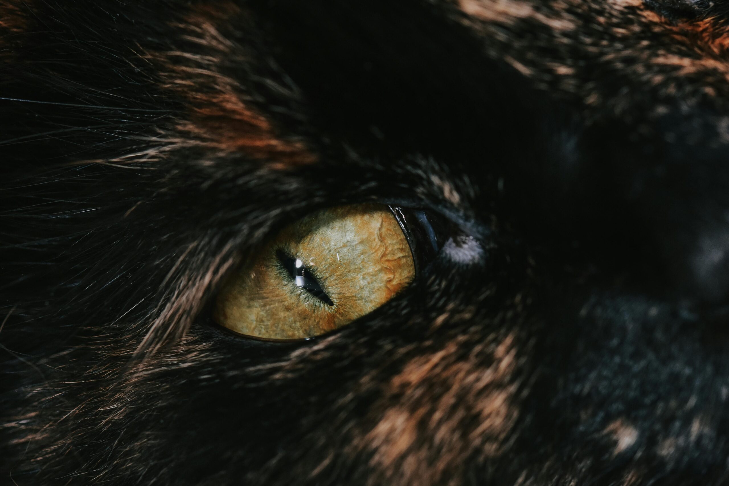 Prădătorii de tip ambuscadă, precum pisicile sau șerpii, folosesc vederea stereoscopică pentru a estima distanța dintre ei și pradă. foto: pexels.com