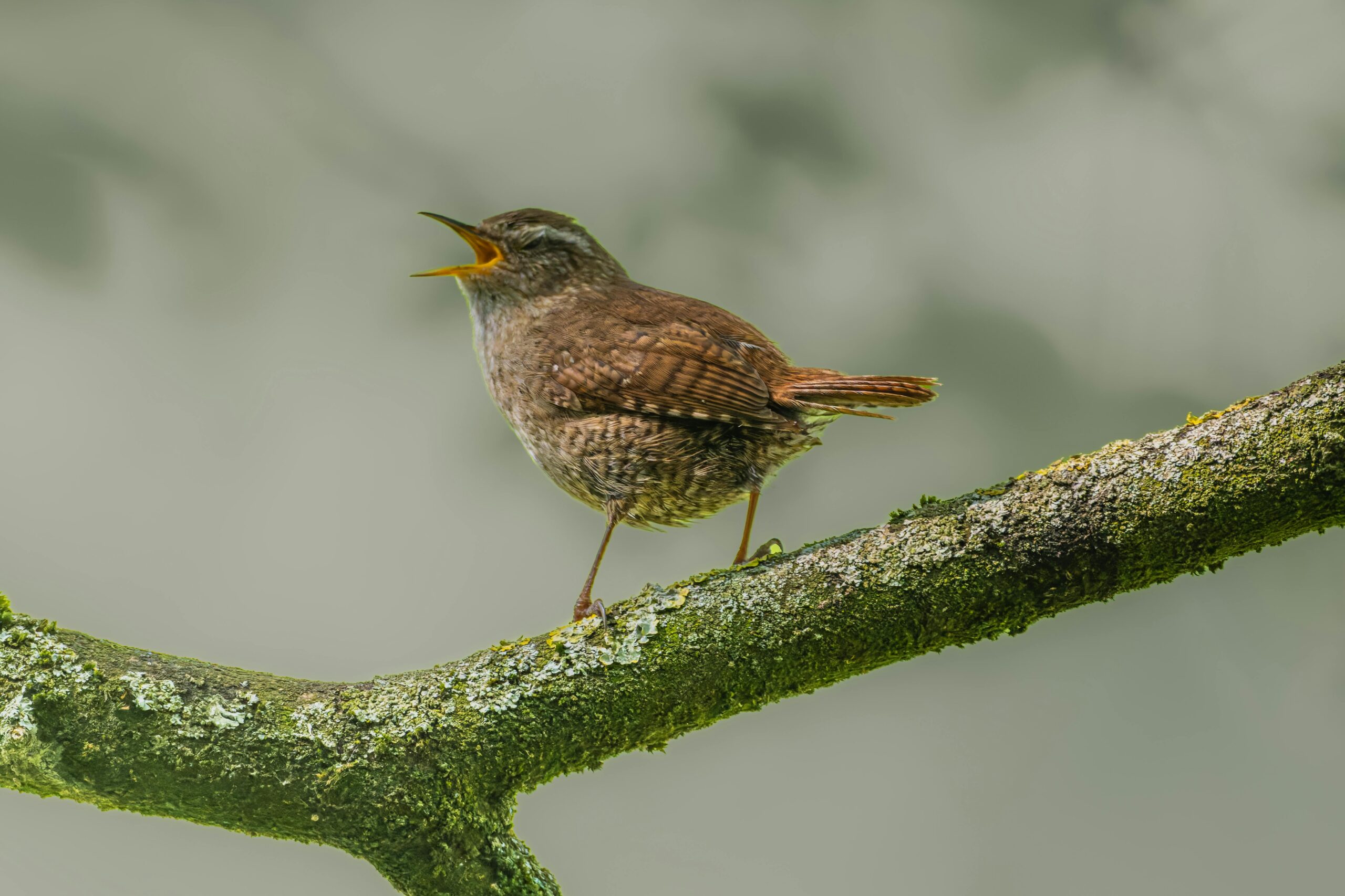 Chiar și câteva momente în care asculți păsările pot întrerupe ciclurile de stres și pot restabili o stare de calm și claritate. foto: pexels.com