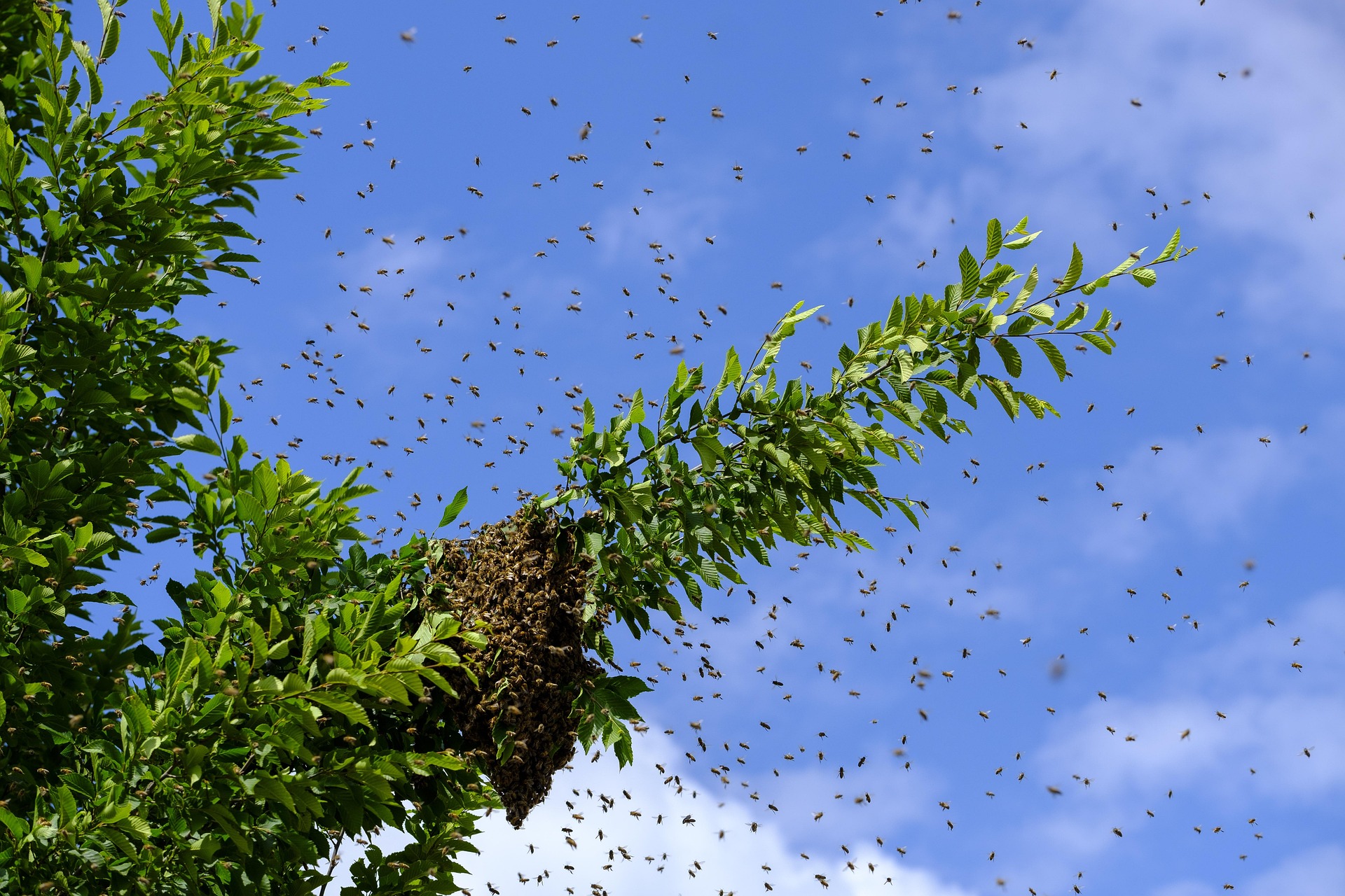 ste una dintre cele mai mari agregări de albine înregistrate până acum la nivel mondial. foto: pexels.com