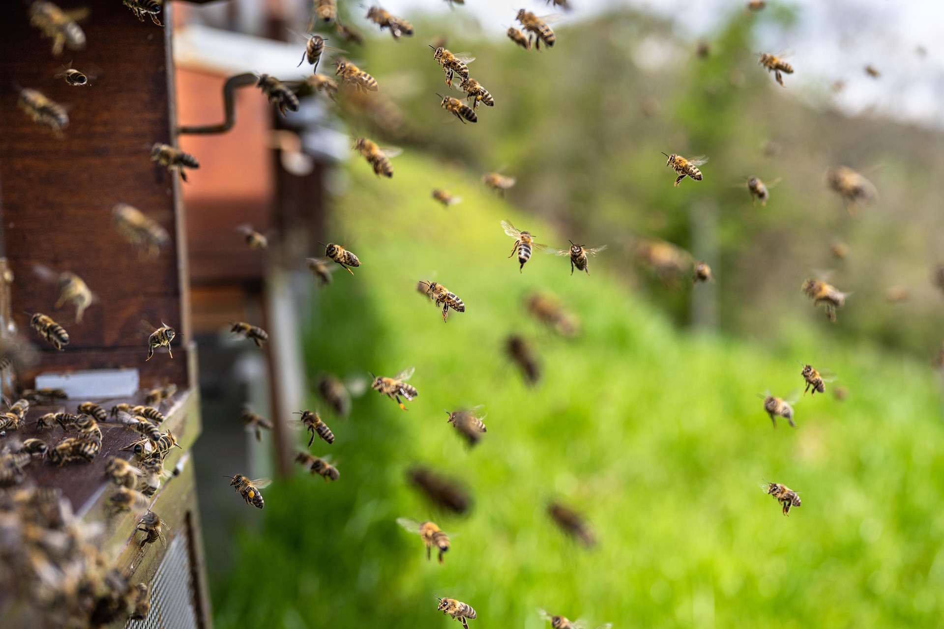 Colonia uriașă aparține speciei Andrena regularis, cunoscută drept „albine miniere”. foto: pexels.com