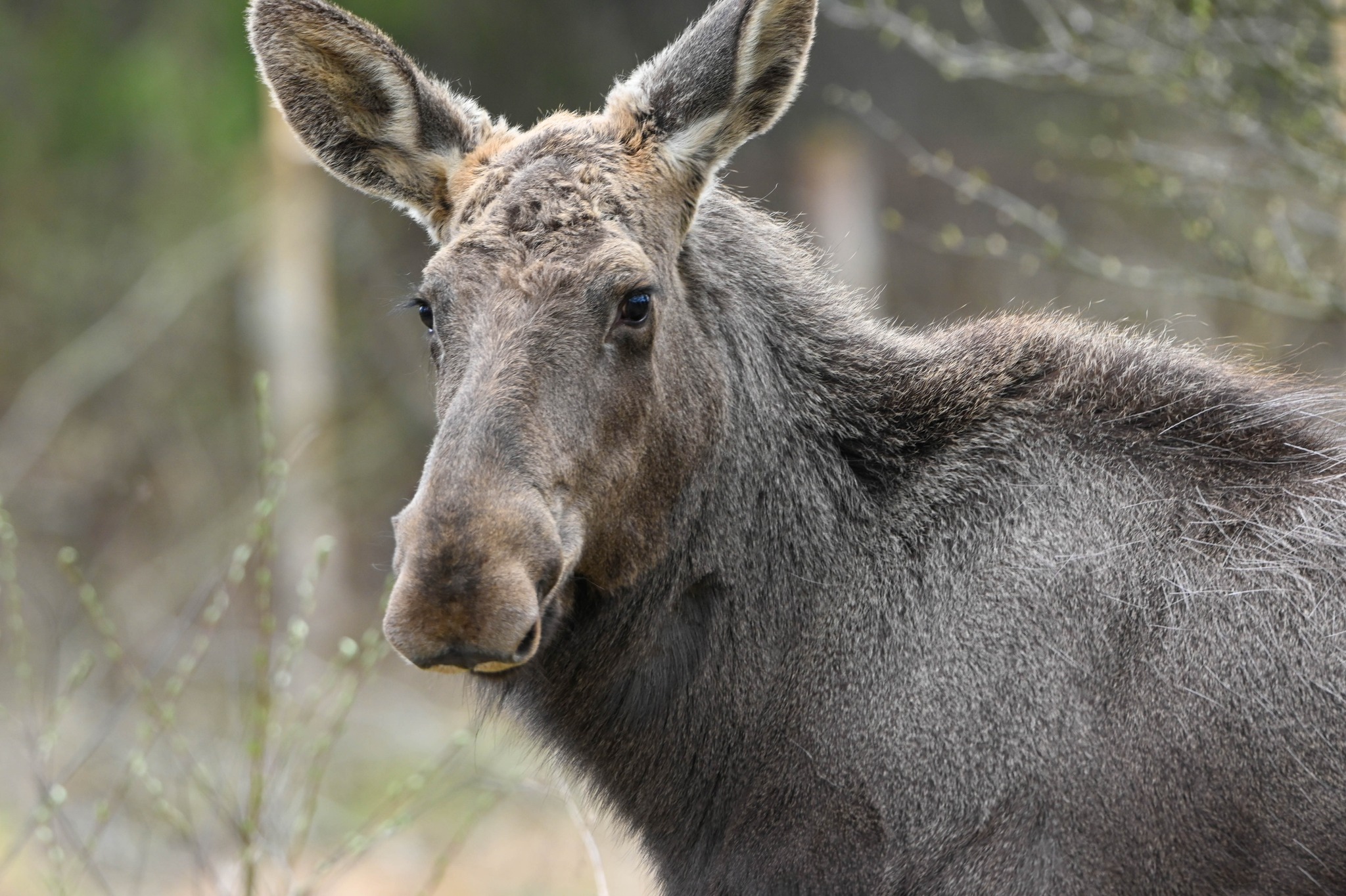 Dispariția elanului a avut loc la începutul secolului al XIX-lea, cel mai probabil din cauza vânătorii excesive și a pierderii habitatului. foto: Facebook Romsilva