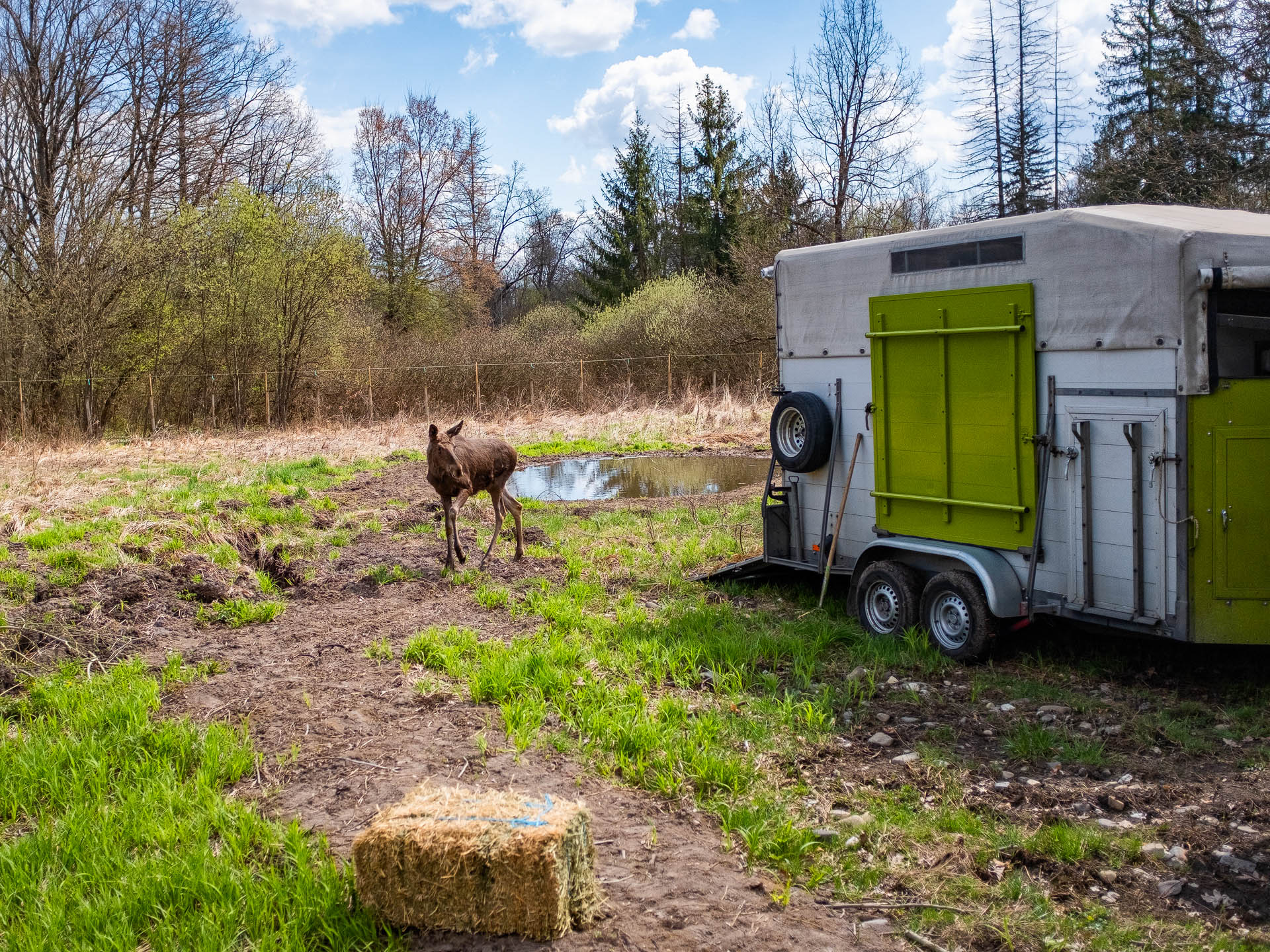 Primele patru exemplare – un mascul și trei femele – au fost aduse din centre specializate din Germania, Franța și Elveția. foto: Facebook Romsilva