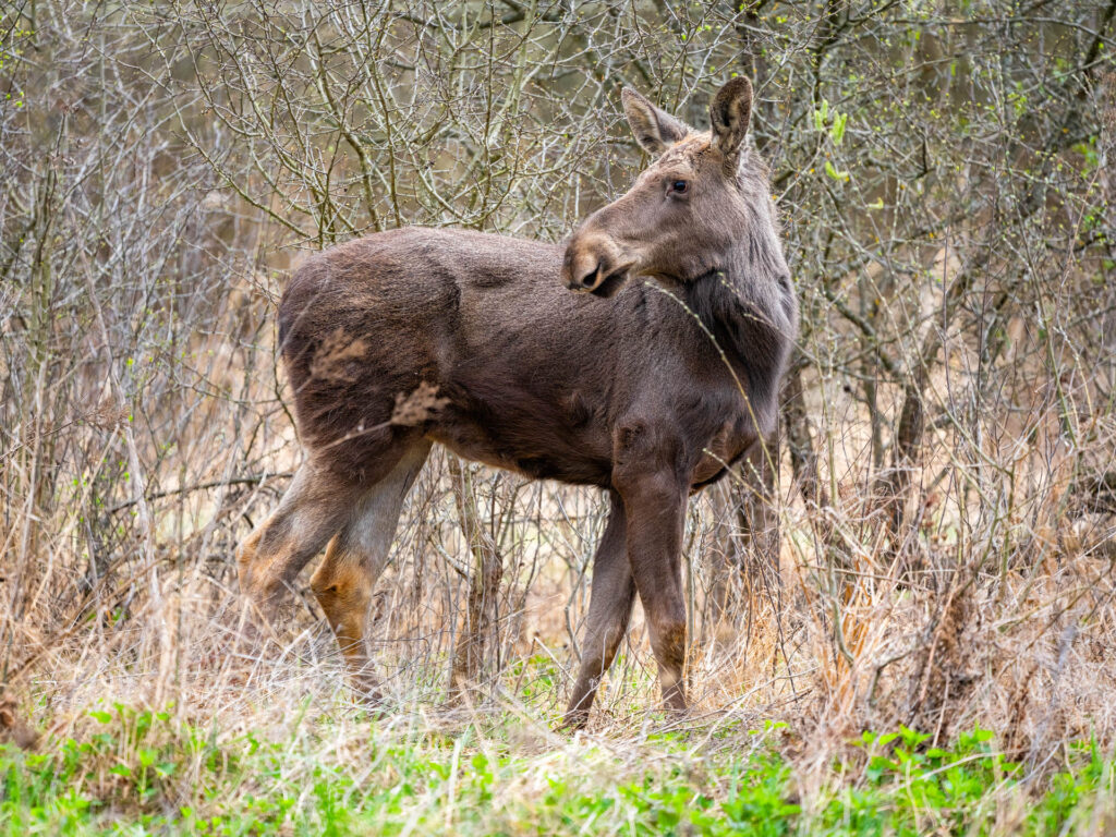 Elanul revine în România după două secole. Primele exemplare au ajuns în Parcul Natural Vânători Neamț