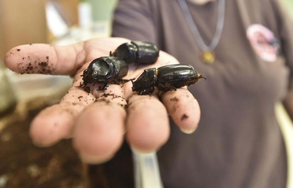 Gândacul care distruge palmierii, descoperit pentru prima dată pe Molokaʻi și reapărut pe Maui: alertă în Hawaii