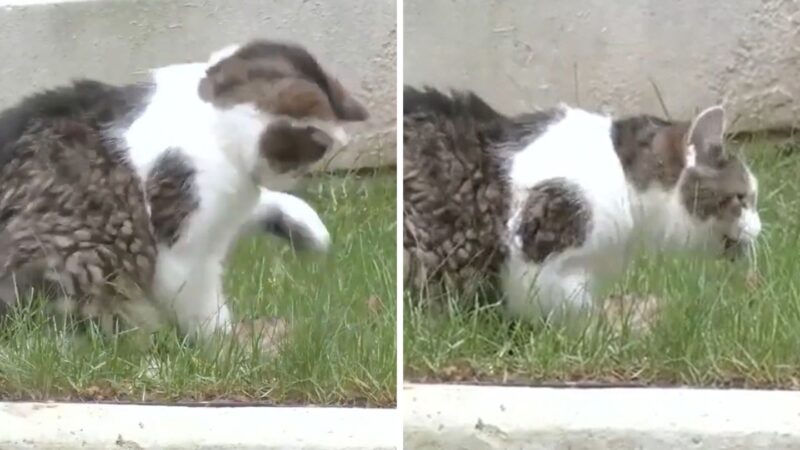 Larry, „șeful vânător de șoareci” de la Downing Street, a făcut o victimă în timpul unui discurs susținut de premierul britanic