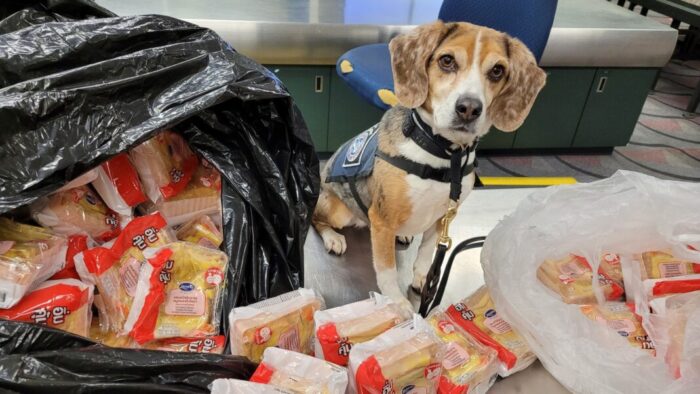 Merla, câine de detecție din SUA, a interceptat peste 100 de sandvișuri din Thailanda. Toate au fost distruse