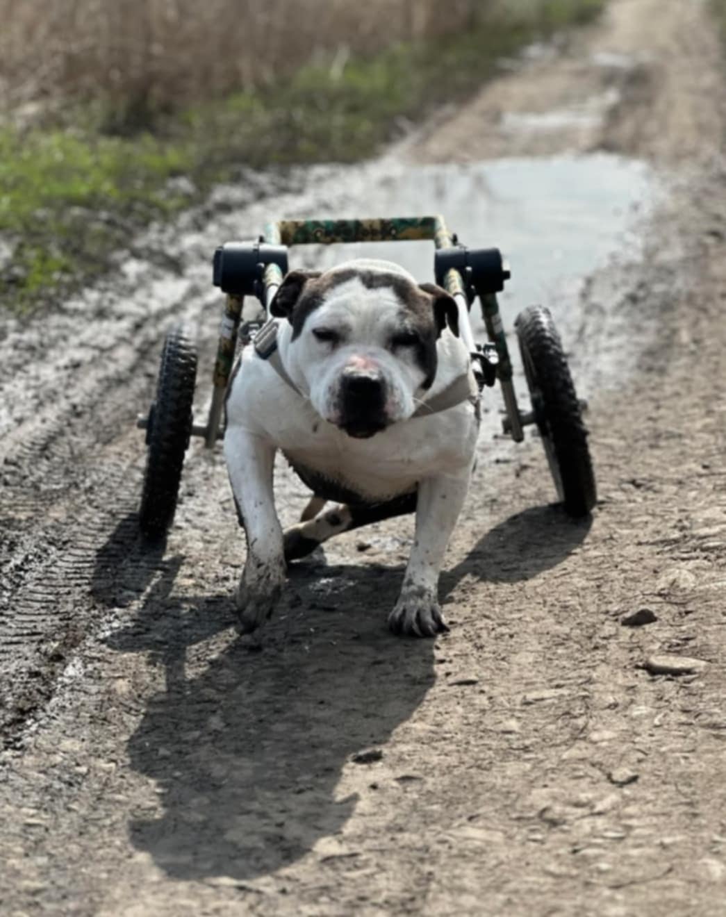 Ea este Mia, aflată în grija asociației pentru protecția animalelor Căsuța lui Azor din Focșani.