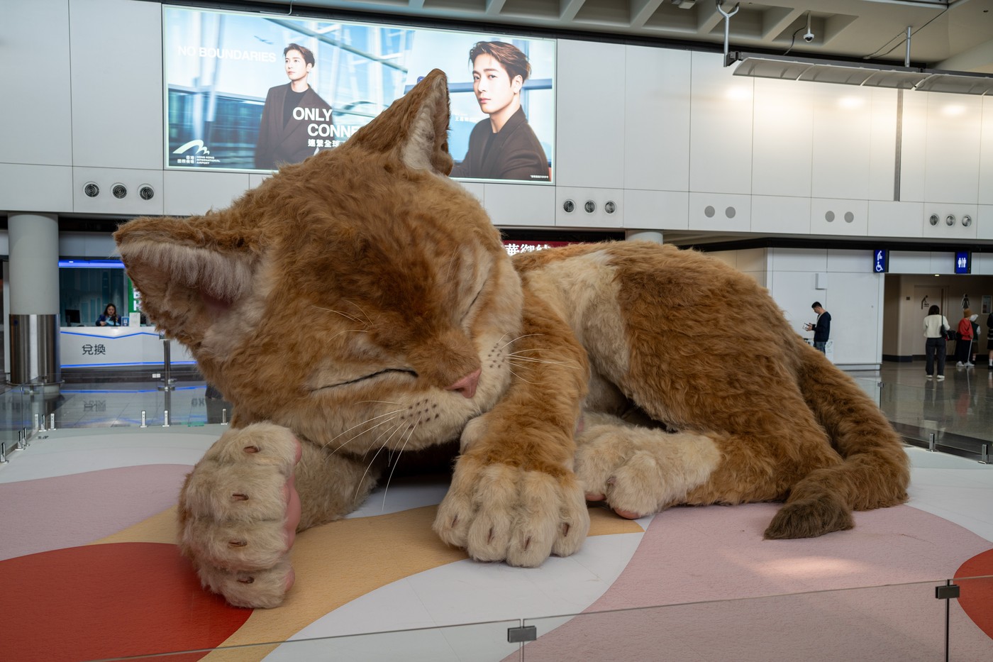 O pisică uriașă „a pus stăpânire” pe aeroportul din Hong Kong. Pasagerii sunt întâmpinați de o apariție neașteptată