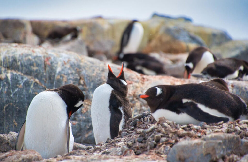 De ce pinguinii hrăniți fără limite ajung să îmbătrânească mai repede