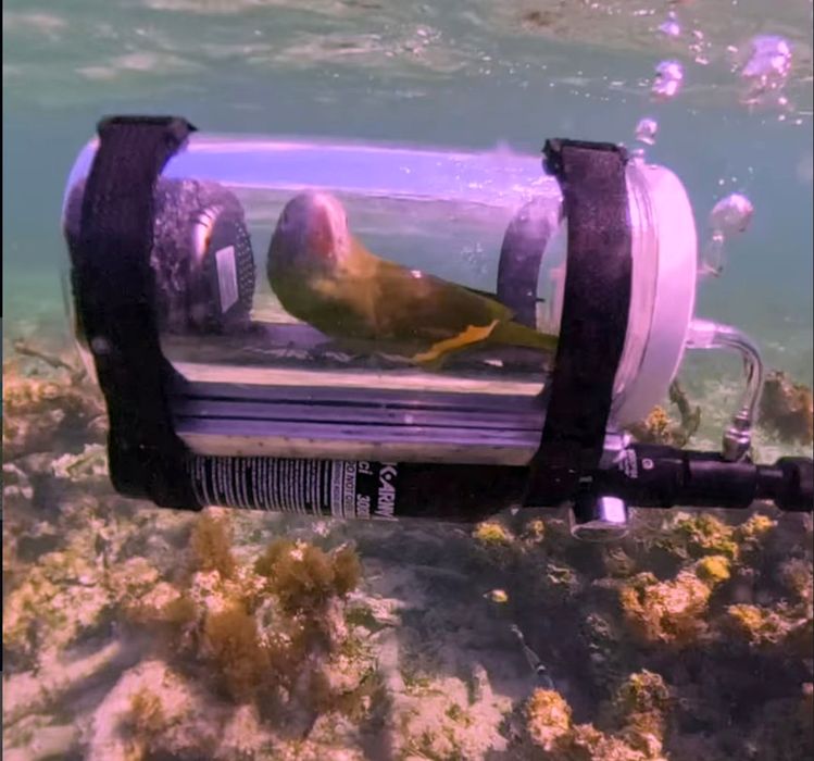 Papagalul care a „explorat” oceanul: un bărbat a construit un mini-submarin pentru peruşul său