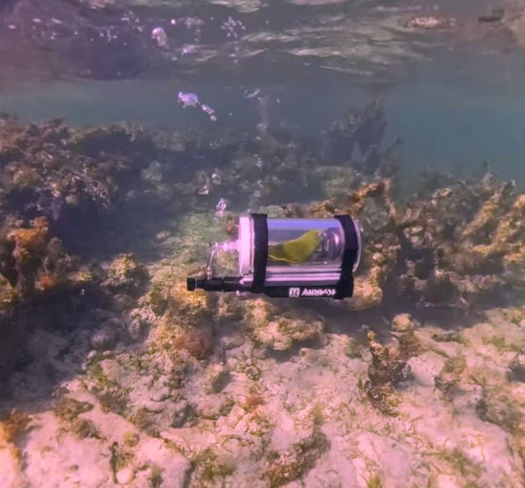 Experimentul îi aparține lui Steven Lawyer, proprietarul unui peruş de șase ani pe nume Bebe, și a fost realizat în Bahamas. Sursa foto: Instagram