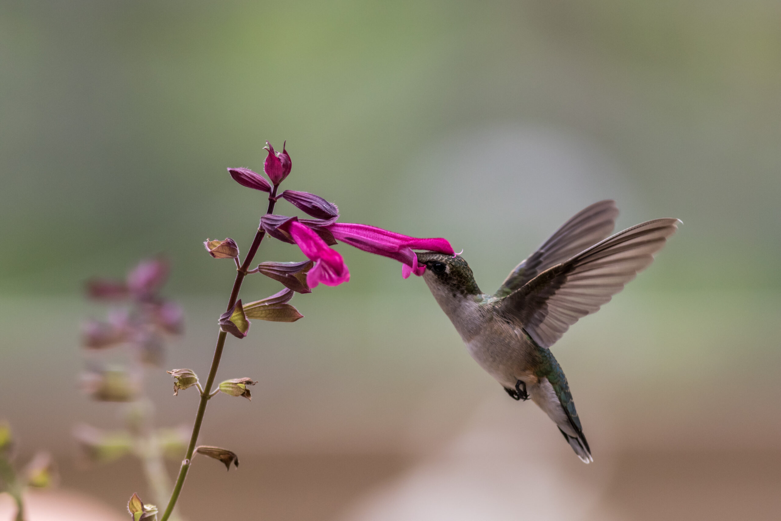 Păsările colibri pot consuma zilnic nectar în cantitate echivalentă cu 50% până la 150% din propria greutate corporală. foto: freepik.com