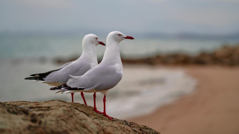 Pescărușii au „invadat” blocurile din București. Ce riscă locatarii care le distrug cuiburile și ce soluții recomandă specialiștii