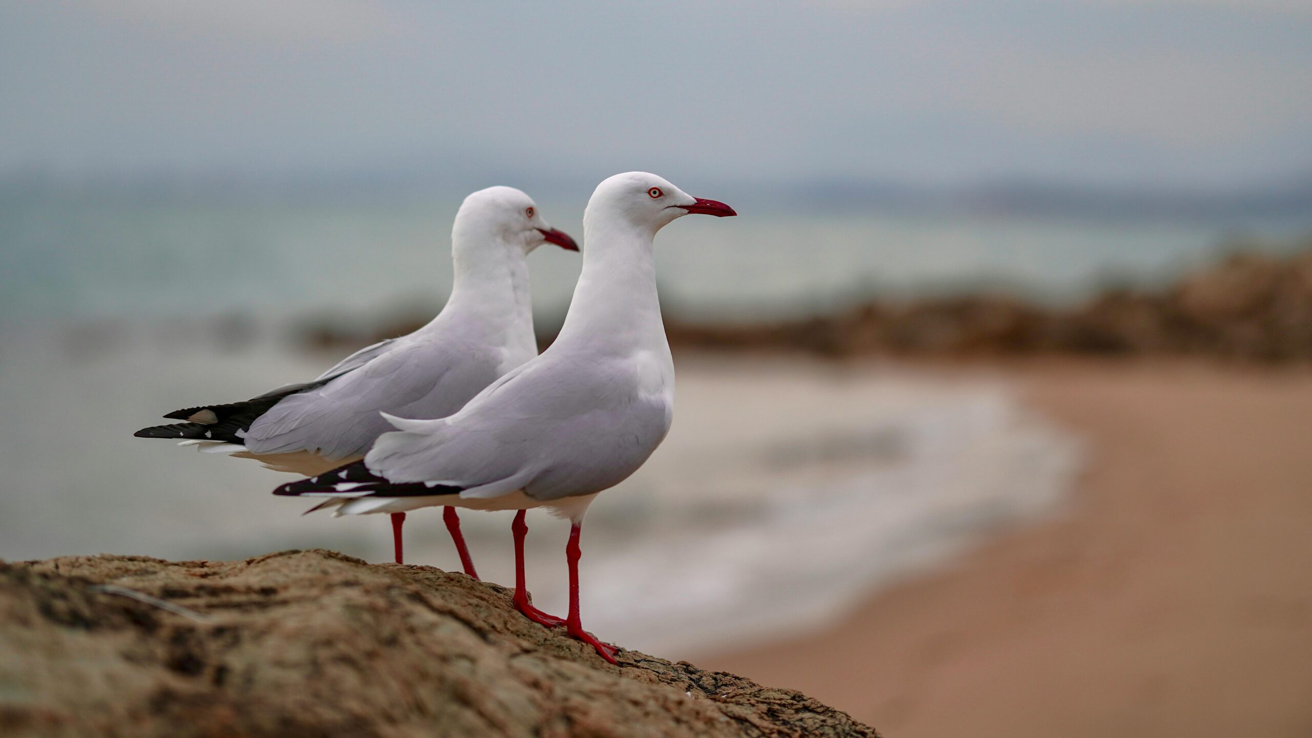 Pescărușii au „invadat” blocurile din București. foto: pexels.com