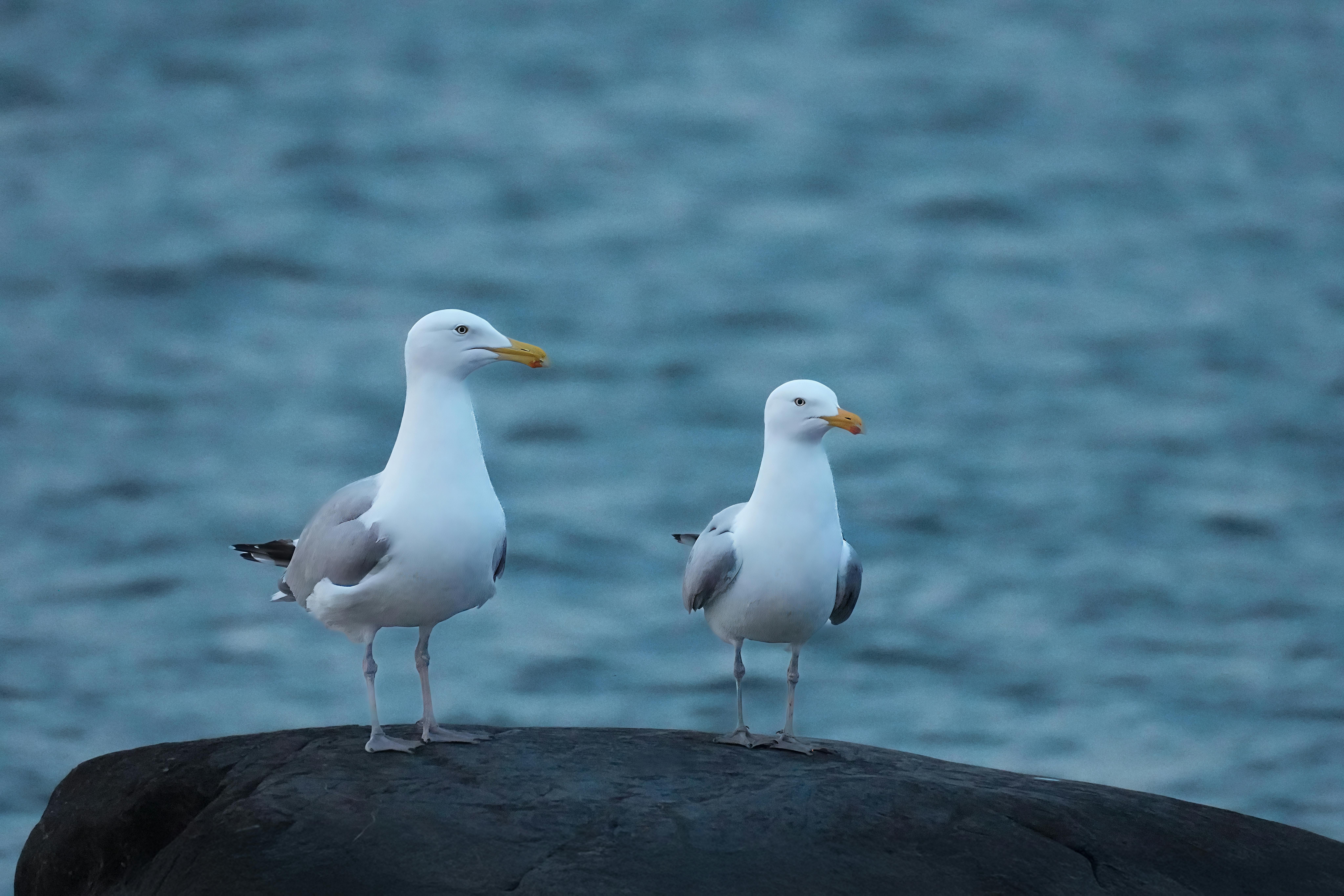Ce riscă locatarii care le distrug cuiburile și ce soluții recomandă specialiștii? foto: pexels.com