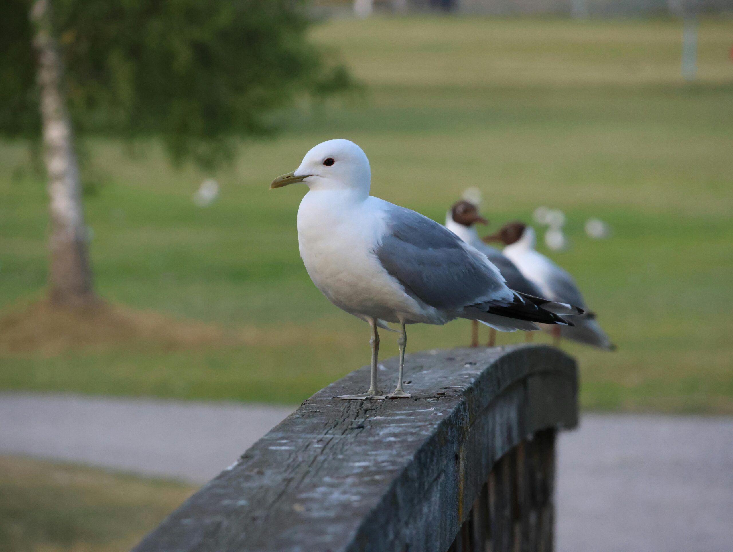 După porumbei, aceste păsări s-au adaptat rapid mediului urban, spre nemulțumirea locatarilor. foto: pexels.com