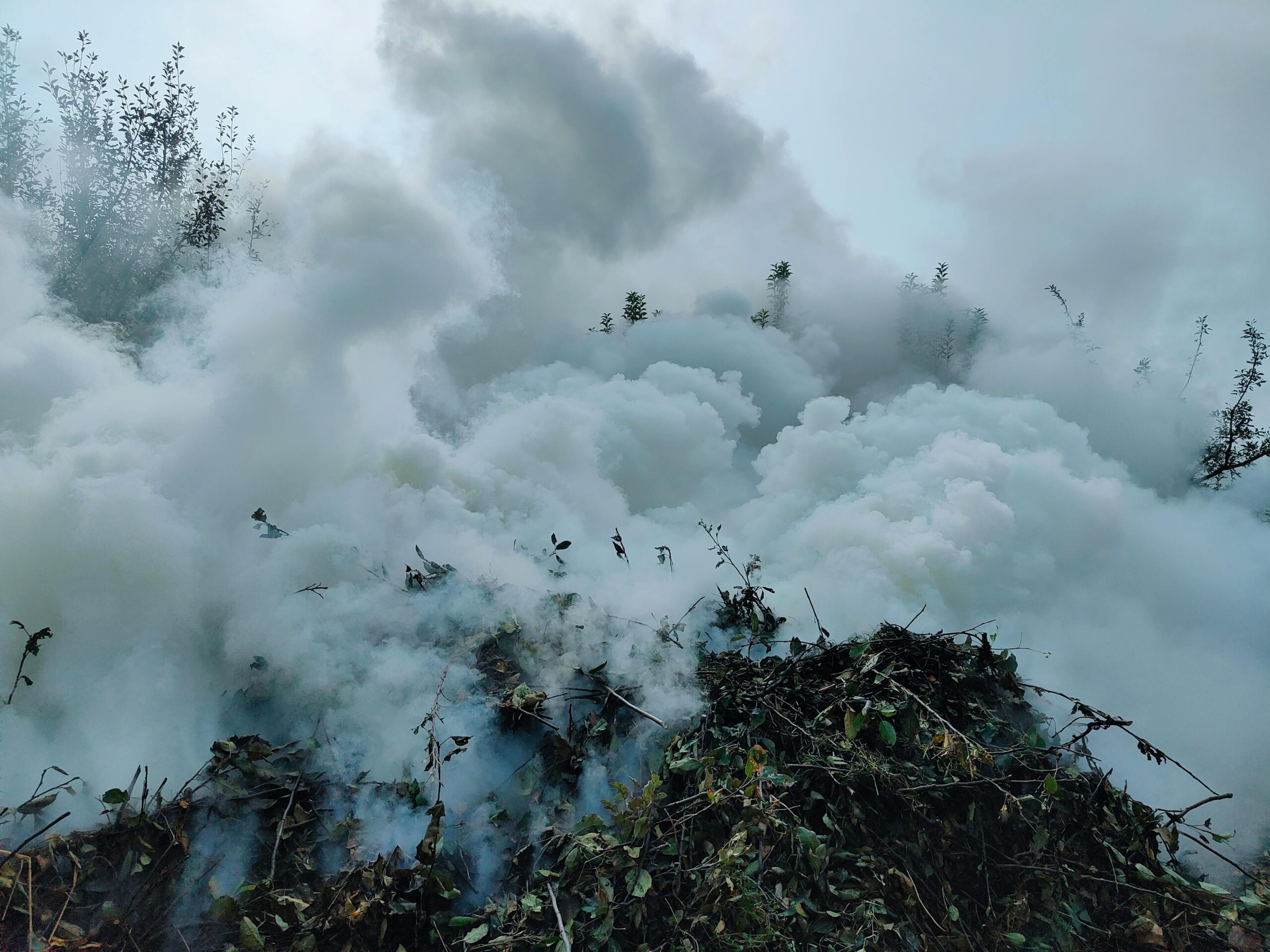 Ce au descoperit comisarii de mediu pe teren? foto: pexels.com