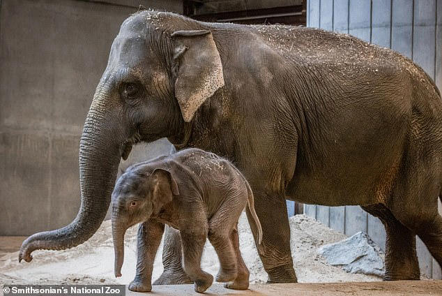 Linh Mai s-a născut la Smithsonian's National Zoo pe 2 februarie. Din păcate, mama ei a manifestat inițial agresivitate față de pui, ceea ce a făcut ca „mătușa” Linh Mai, Swarna (fotografiată alături de ea), să intervină. foto: Smithsonian's National Zoo