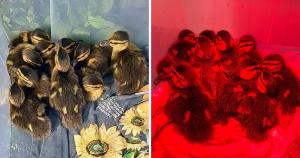 10 boboci de rață, scoși din trafic în ultimul moment. foto: Facebook Poliția Locală a Municipiului București