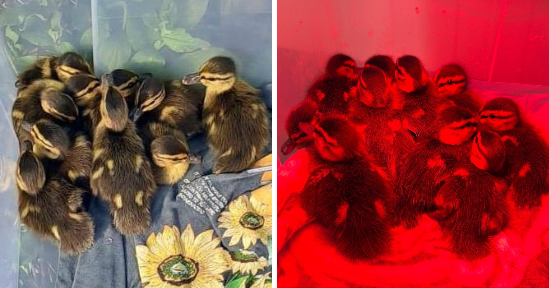 10 boboci de rață, scoși din trafic în ultimul moment. foto: Facebook Poliția Locală a Municipiului București