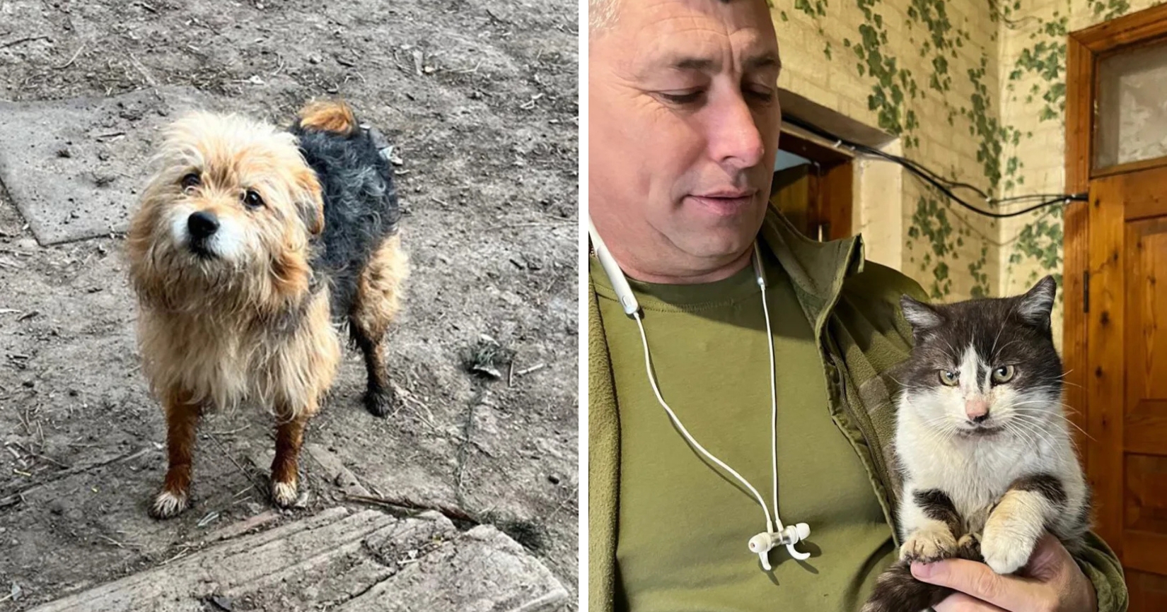 Salvare neobișnuită pe front: o pisică și un câine, evacuați cu drona din zona de luptă din Ucraina