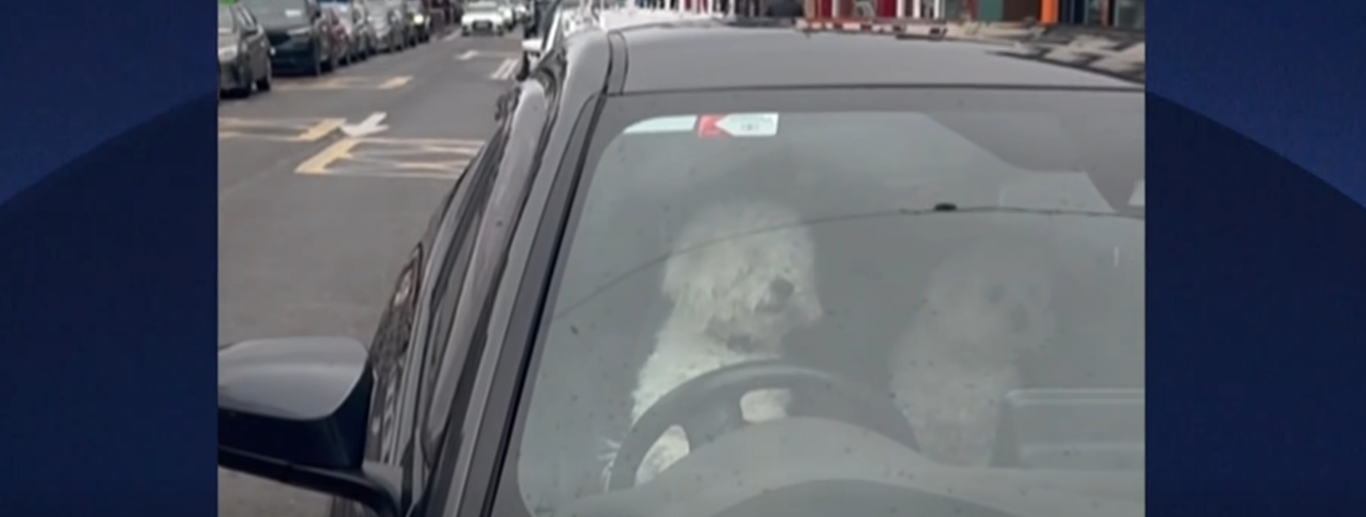 Un câine care claxonează în mașină a devenit viral. Screenshot: Facebook CBS Evening News