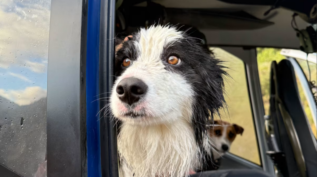 Molly, cainele gasit dupa o saptamana. Sursa foto: Precision Helicopters Ltd.