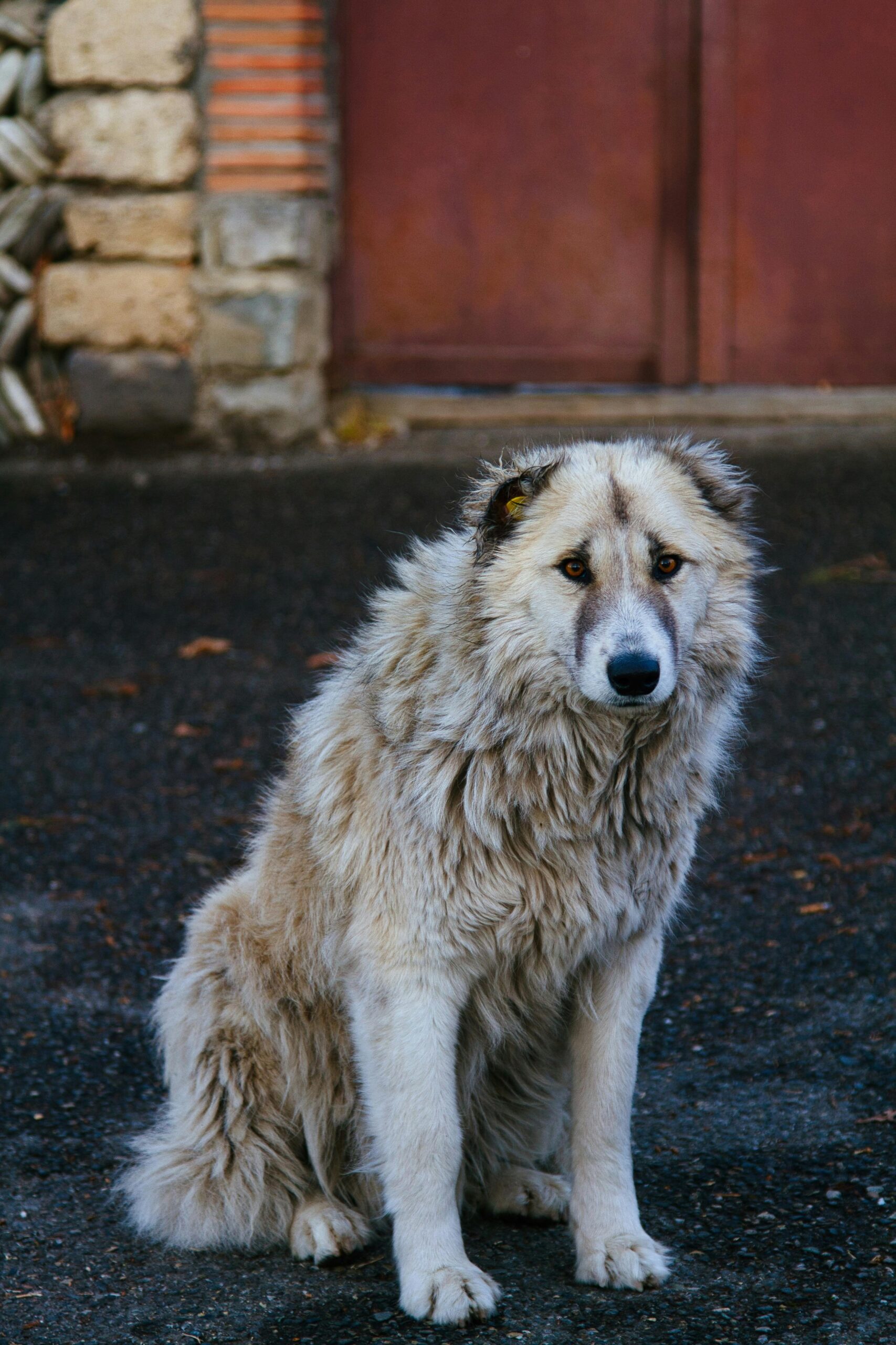 Îmbrățișarea, spun specialiștii, nu este întotdeauna confortabilă pentru câini. foto: pexels.com