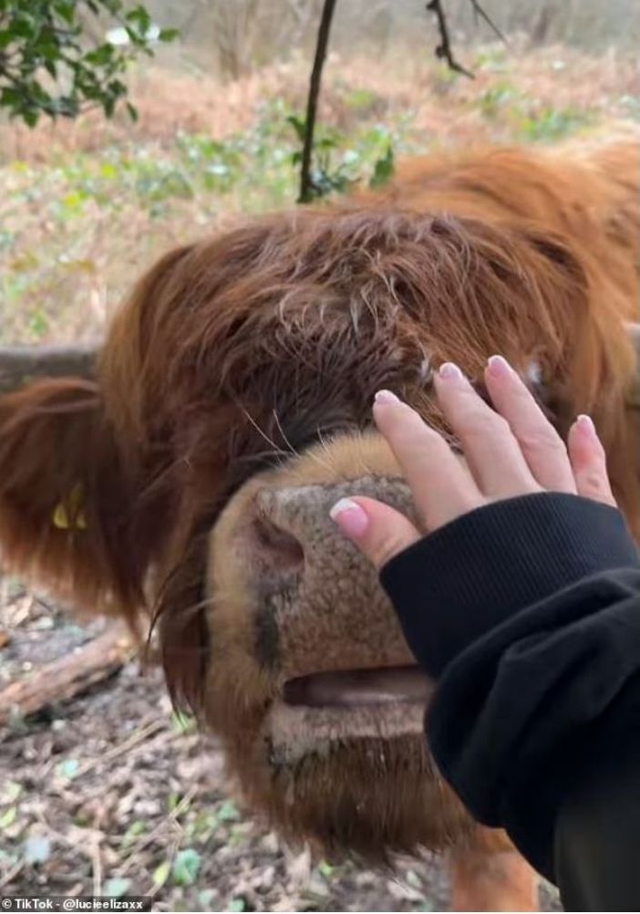 Administrația rezervației a luat o măsură drastică: animalele au fost relocate într-un loc secret, cel puțin temporar. foto: TikTok