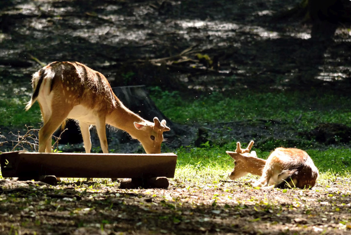 Cum se adaptează animalele sălbatice la viața orașului, conform dezvăluirilor oamenilor de știință